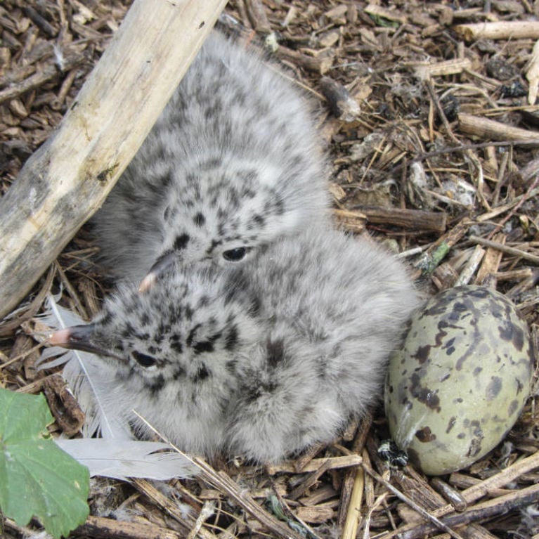 Ring-billed gull nest